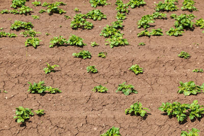 Potato plants in the soil on a field