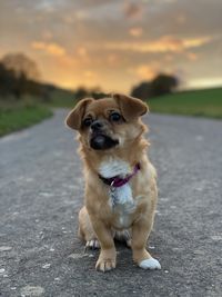 Chihuahua pekinese