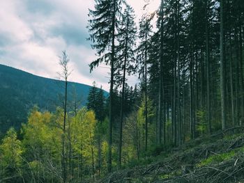 Trees in forest against sky