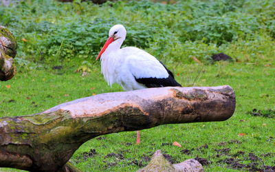 Bird perching on a land