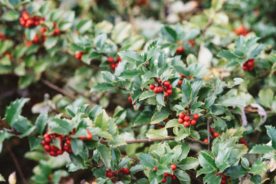 Close-up of berries growing on tree