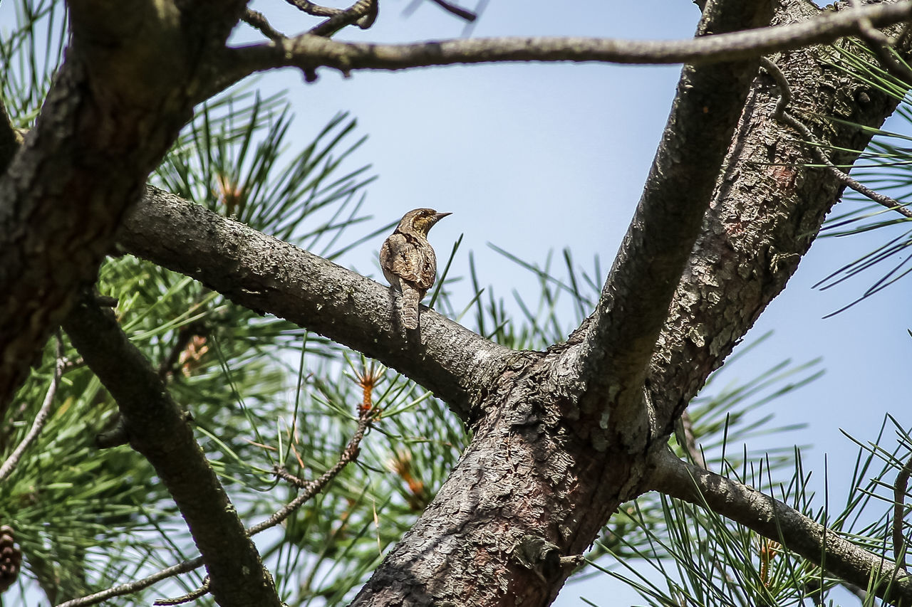 Eurasian Wryneck