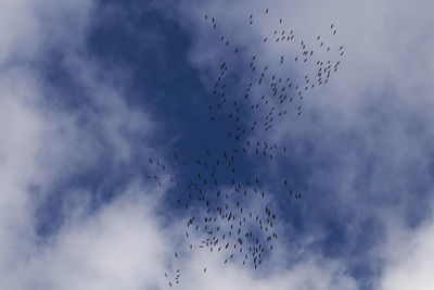 Low angle view of silhouette birds flying against sky