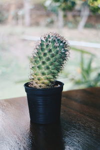 High angle view of potted plant on table