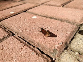 Close-up of bird perching on ground