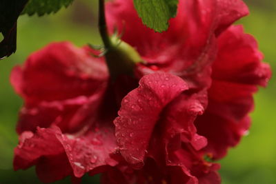 Close-up of wet red flowering plant