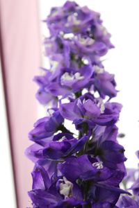 Close-up of purple flowers blooming outdoors