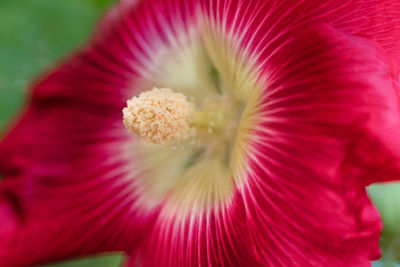 Close-up of red flower