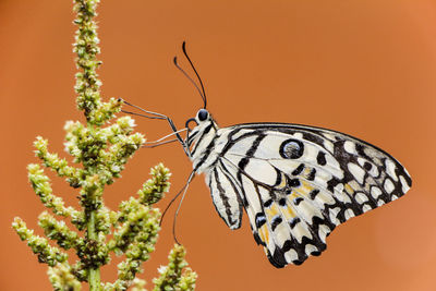 Close-up of butterfly pollinating flower