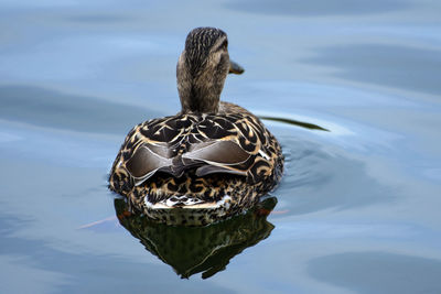 Rear view of mallard duck swimming in lake