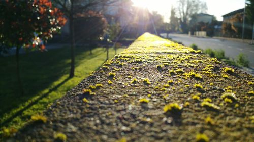 Close-up of yellow leaf on grass