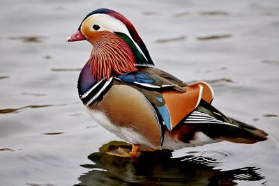 Close-up of mandarin duck perching in water