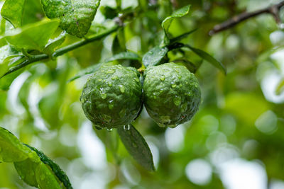 Close-up of grapes growing on tree