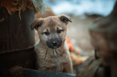 Close-up portrait of dog looking at camera