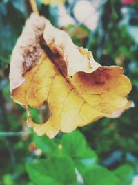 Close-up of dry leaves on tree trunk