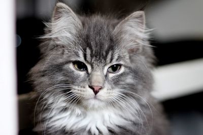 Close-up portrait of a siberian cat kitten 