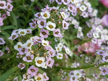 Close-up of hydrangea blooming outdoors