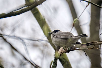 Close-up of bird perching on branch