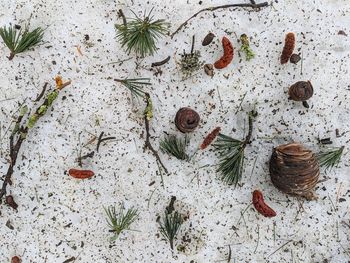 High angle view of pine cones and twigs on snow. 