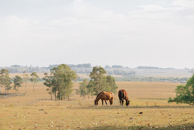 Horses in a field