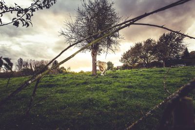 View of dog on field against sky