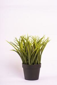 Close-up of potted plant against white background