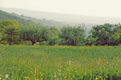 Scenic view of field against sky