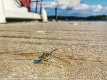 Close up of dragonfly