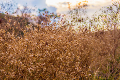 Close-up of flowering plants on land