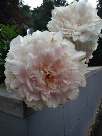 Close-up of pink rose flower