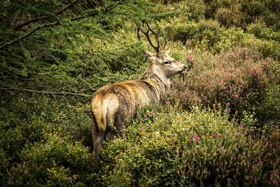 Deer standing in a forest