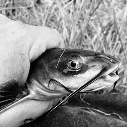 Close-up of hand holding fish