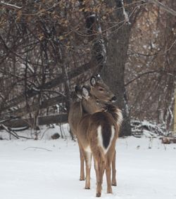 Deer on snow covered field