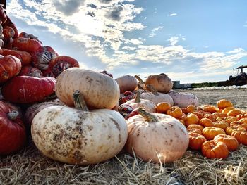 Close-up of pumpkins against sky