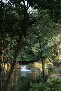 Scenic view of river amidst trees in forest