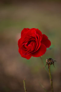 Close-up of red rose in field