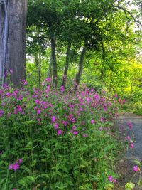 Pink flowers growing on tree