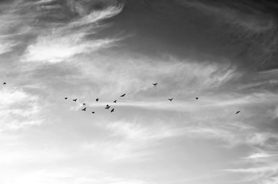 Low angle view of birds flying in sky