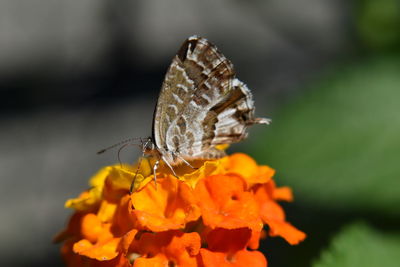 Close-up of butterfly pollinating on flower