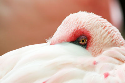 Close-up of bird