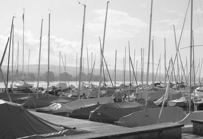 Sailboats moored in harbor