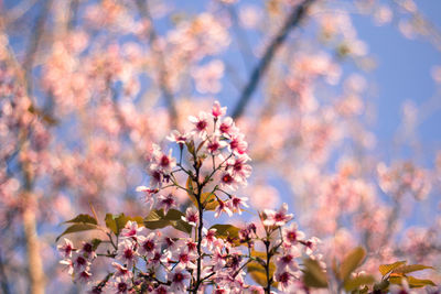  wild himalayan cherry with color is pink in the phu lom lo tourist attraction loei province thailand