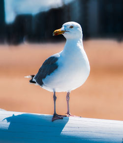 Close-up of seagull