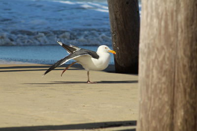 Seagull by wooden post at sea shore