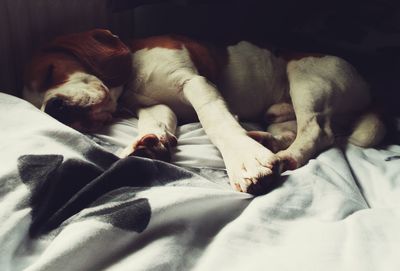 Dog resting on bed