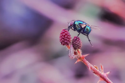 Close-up of insect on purple flower