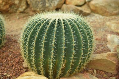 Close-up of succulent plant on field