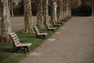 Empty wooden benches against treelined by pathway at park