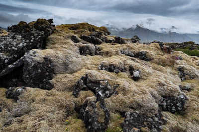 Moss and lichen vegetation covering the lava rocks in budir