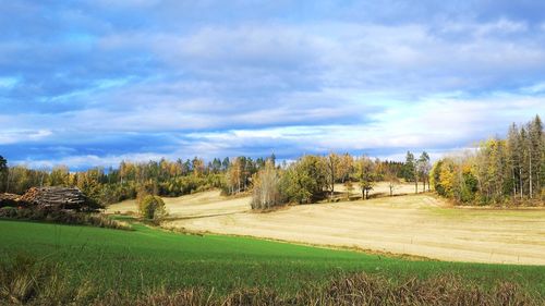 Trees on field against sky